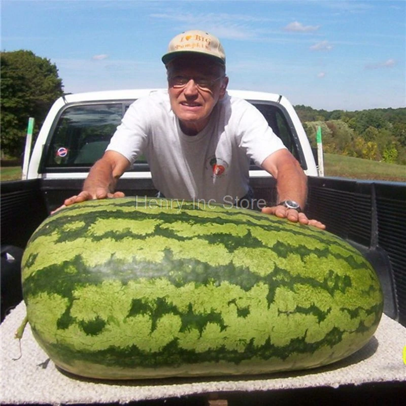 Details about   Giant Watermelon Seeds 50pcs Fruit seed Vegetable For Garden & Farm Family Plant 