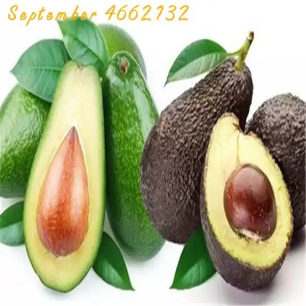 

1 Pcs Sale Promotions Rare Mini Avocado Plant Delicious Pear Fruit Plant Easy Grow For Home Garden Germ Bonsai Free Shipping