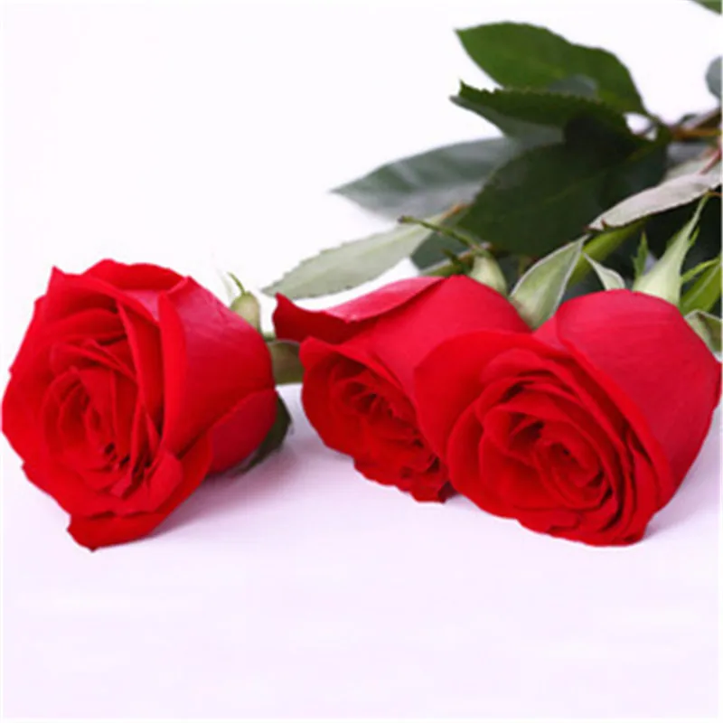 500 Pcs Rose Gardening multi color Bonsai Rosas Living Room Ornamental Plants DIY Home Garden Household Flower Plant For Sale