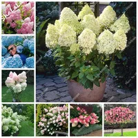 Genuine-10Pieces-Pack-Mixed-Hydrangea-Seeds-Bonsai-Flowers-Home-plant-Bonsai-Viburnum-Natural-growth-DIY-Flowers.jpg_200x200