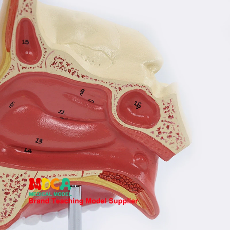 Увеличение носовой полости и нос анатомическая модель отоларингологии преподавания в отоларингологии MBQ004
