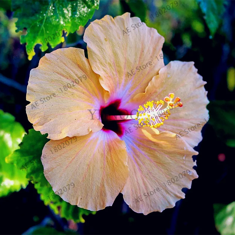 100 шт./пакет Гибискус flores, бонсай растения для дома и сада, красивый декоративный цветок, Легко растить - Цвет: 19