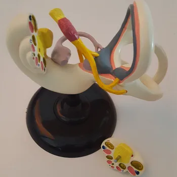 

18X Labyrinth Model Inner Ear Vestibular Enlargement Model Ear Anatomical Model Ear Nerves Structure Model Medical Teaching Aids