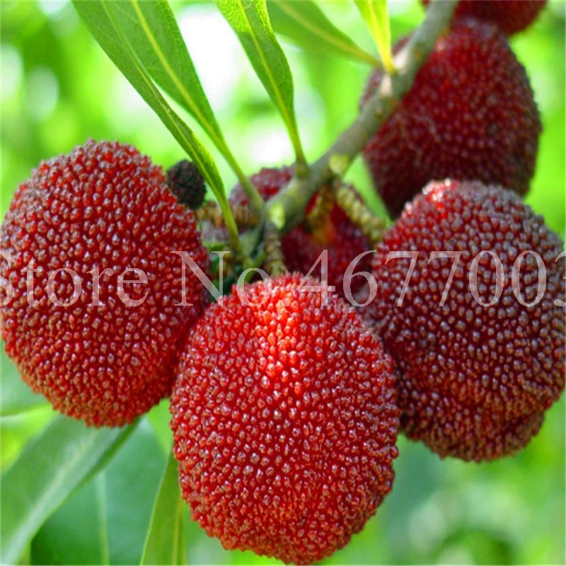 10 Pcs Rare Black Myrica Rubra Bonsai Red Bayberry Bonsai Perennial Arbutus Taste Sweet Fruit Tree Bonsai for Flower Pot Planter