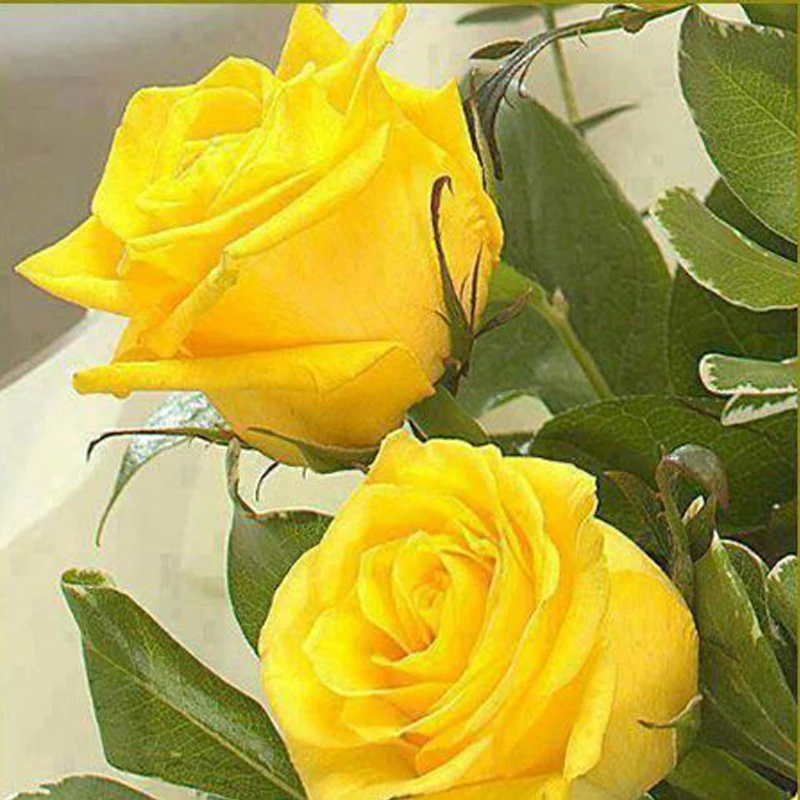 желто розовые розы. прощальные цветы. две розы желтые. чайно гибридная йеллоу айленд. роза солидор.