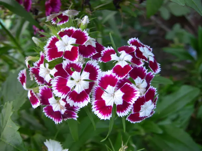 100 dianthus perennial flower seeds fragrant long lasting beautiful