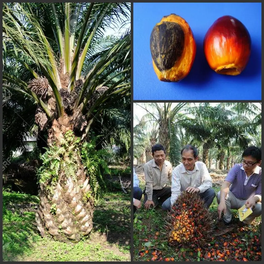 

3PCS 100% Fresh Real " Elaeis guineensis Jacq." Palm tree semillas - bonsai flower plant sementes ( You-zong )