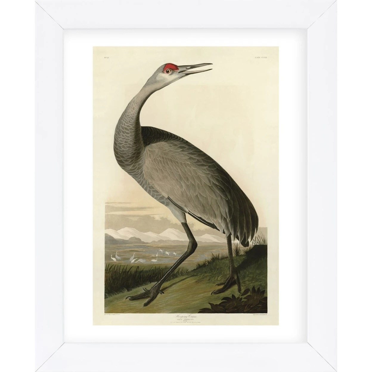 Hooping Crane (Framed) (1)