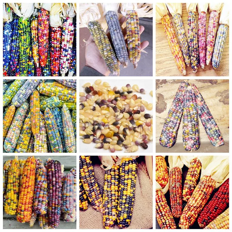 

Rainbow Corn Bonsai Organic Bonsai Vegetables Sweet Food Edible Bonsai Rare Cereals Grain Plant For Home Garden 20 Pcs/Bag