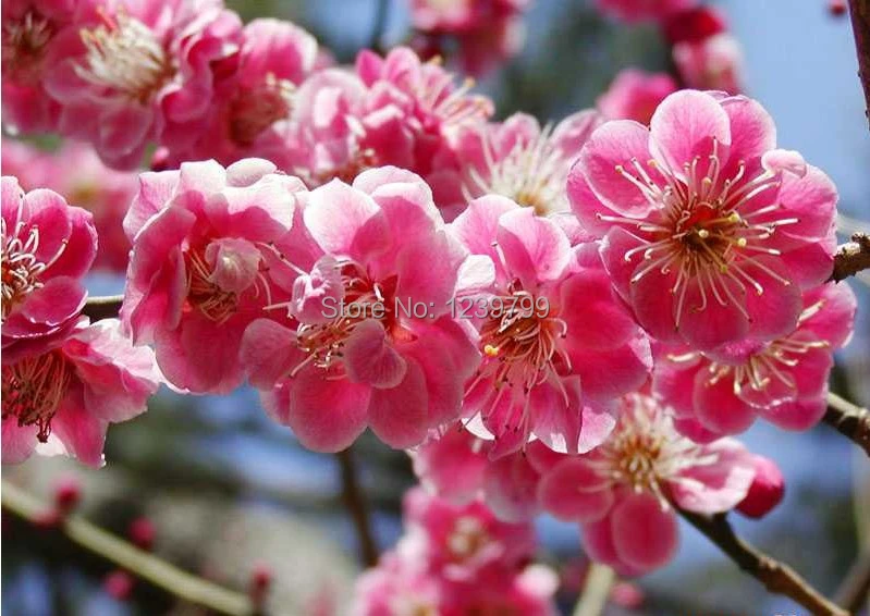 100 pçs/saco rosa sementes de flores de ameixa flor de jasmim inverno  Prunus Mume sementes sementes de flores para DIY casa jardim bonsai|seed  jewelry|seed coveringseed sesame - AliExpress