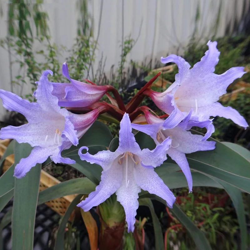 

Rare Purple Hippeastrum Rutilum Flower 23 Kinds Of Color Amaryllis Plant DIY Home Garden 100 Particles / lot
