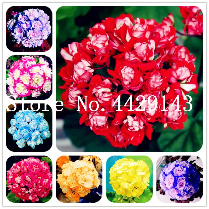 

Hot Sale! 100 pcs Rare Geranium plants Chinese Rare Pelargonium Perennial Flower plants Hardy Bonsai Potted Plants Sementes
