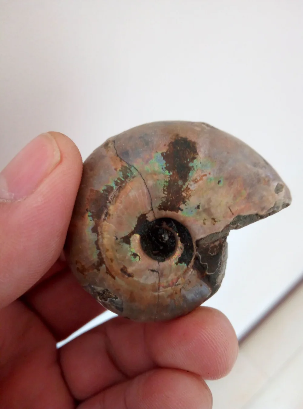 60-50G Madagascar Cretaceo Irridescent Jurrassic Ammonite Fossil