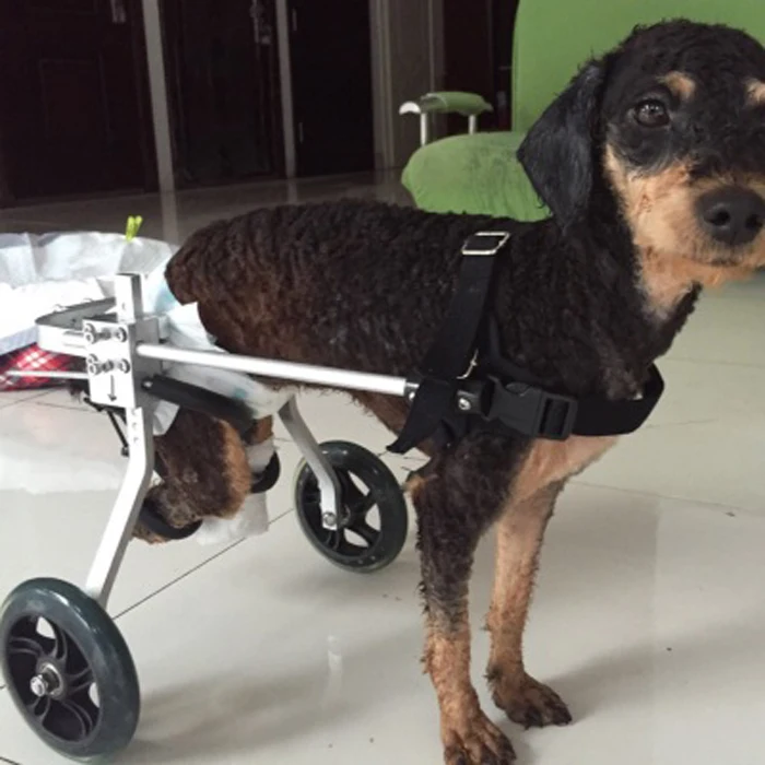 The cat and dog dog font b wheelchair b font paralyzed scooter car hind leg font