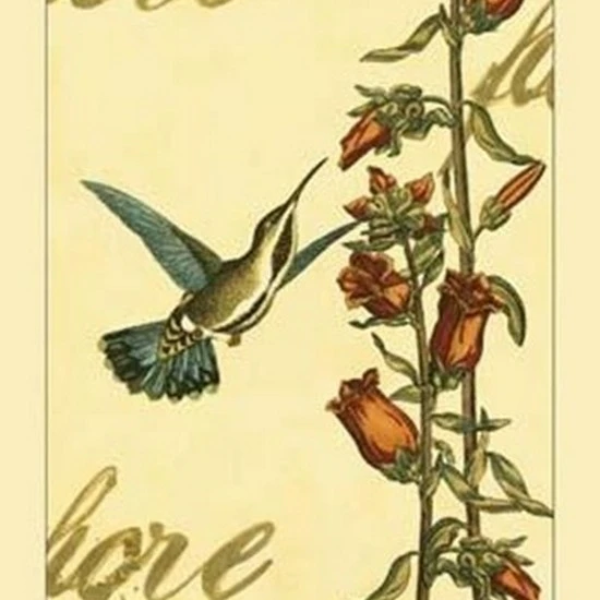 Peaceful Hummingbird I Poster Print (13 x 19)