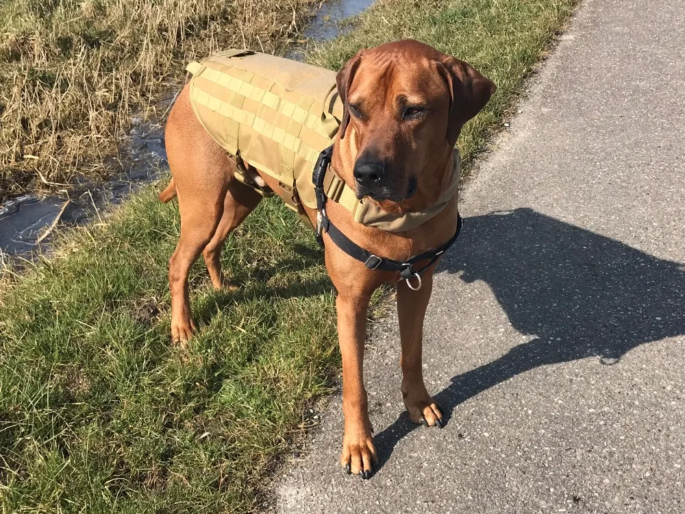 berger allemand Harnais anti-fuite pour chiens de taille moyenne pitbull Ducomi Harnais militaire tactique grand Rottweiler laisse pour chien K9 entra/înement et travail