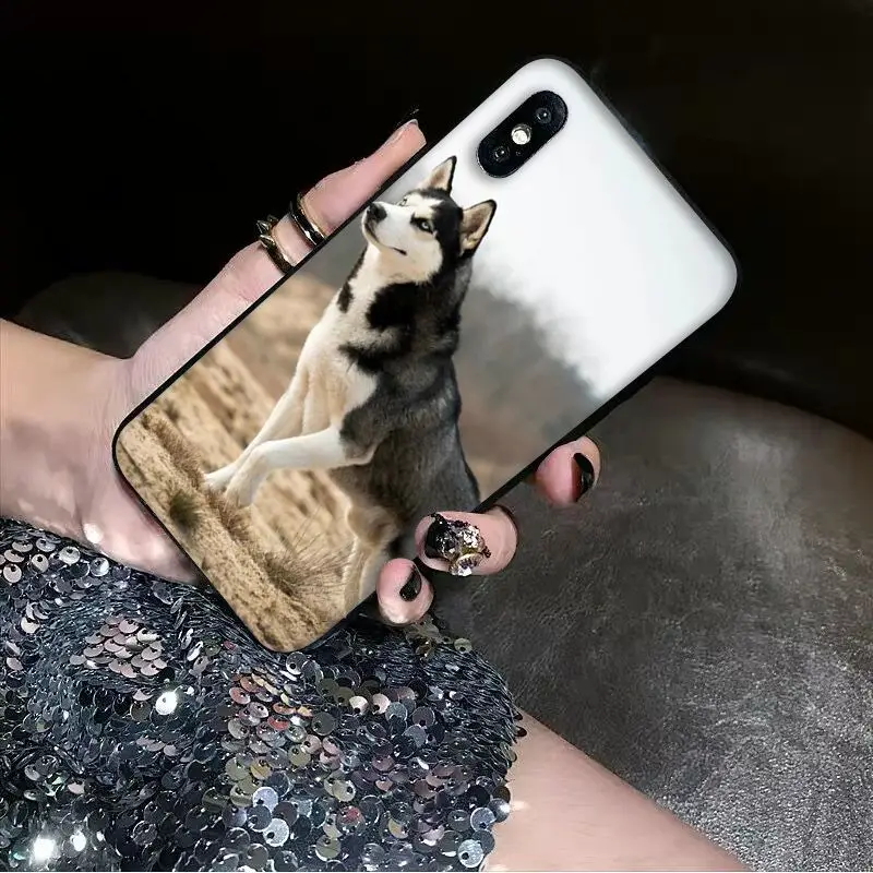Animal dog husky