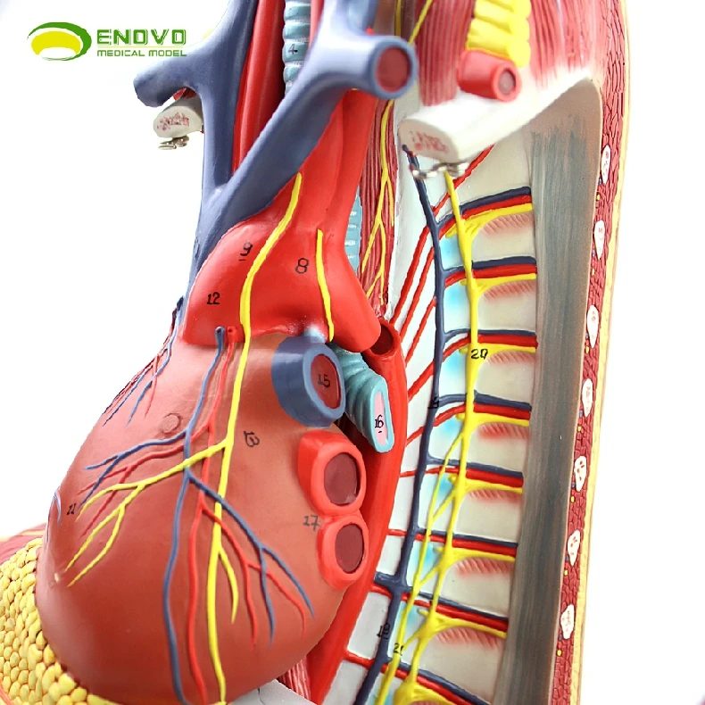 Человеческая медиастина модель Анатомия плевральная система дыхания тимическое сердце медиастина грудная модель хирургии