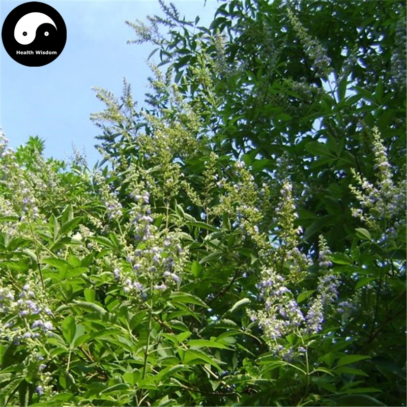 

Buy Vitex Negundo Tree Semente 200pcs Plant Shrub Tree Stem Jing Tiao