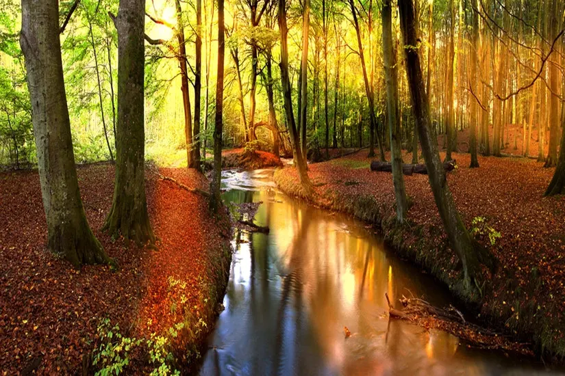 Autumn Forest Creek - Large Wall Mural, Self-adhesive Vinyl Wallpaper