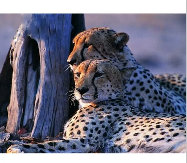 

Diamond Mosaic 3D Diy Diamond Embroidery Leopards Snuggle Together Full Diamond Painting Cross Stitch Rhinestone Home Decoration