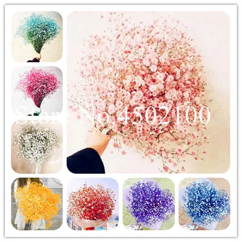 

100 Pcs Rainbow Gypsophila Paniculata Bonsai ,Perennial Garden Flower Plant For Outdoor,Small,Medium, Large Gift For Wife Good L
