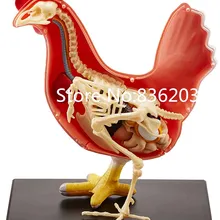 4D мастер курица полный skeletion забавная Анатомия мужской член медицинский человеческий череп анатомическая модель скелета научная развивающая игрушка