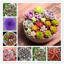 500 шт мясистые красочные литопс растения псевдобрункателла суккуленты сырой камень кактус бонсай суккуленты цветы в горшках