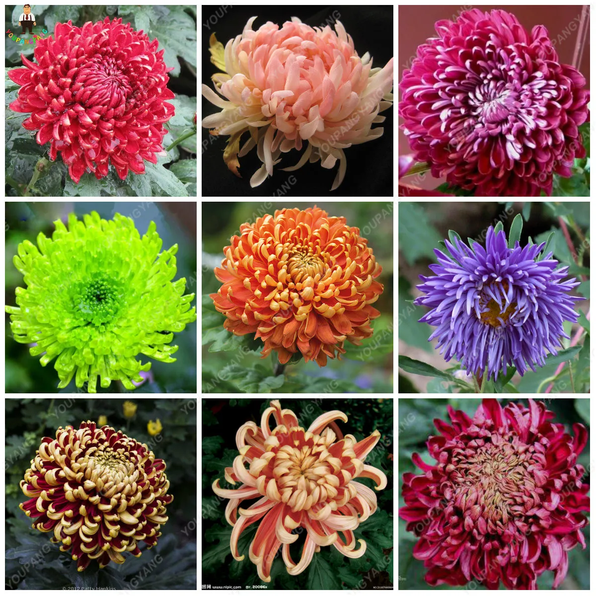 Chrysanthemums For Sale