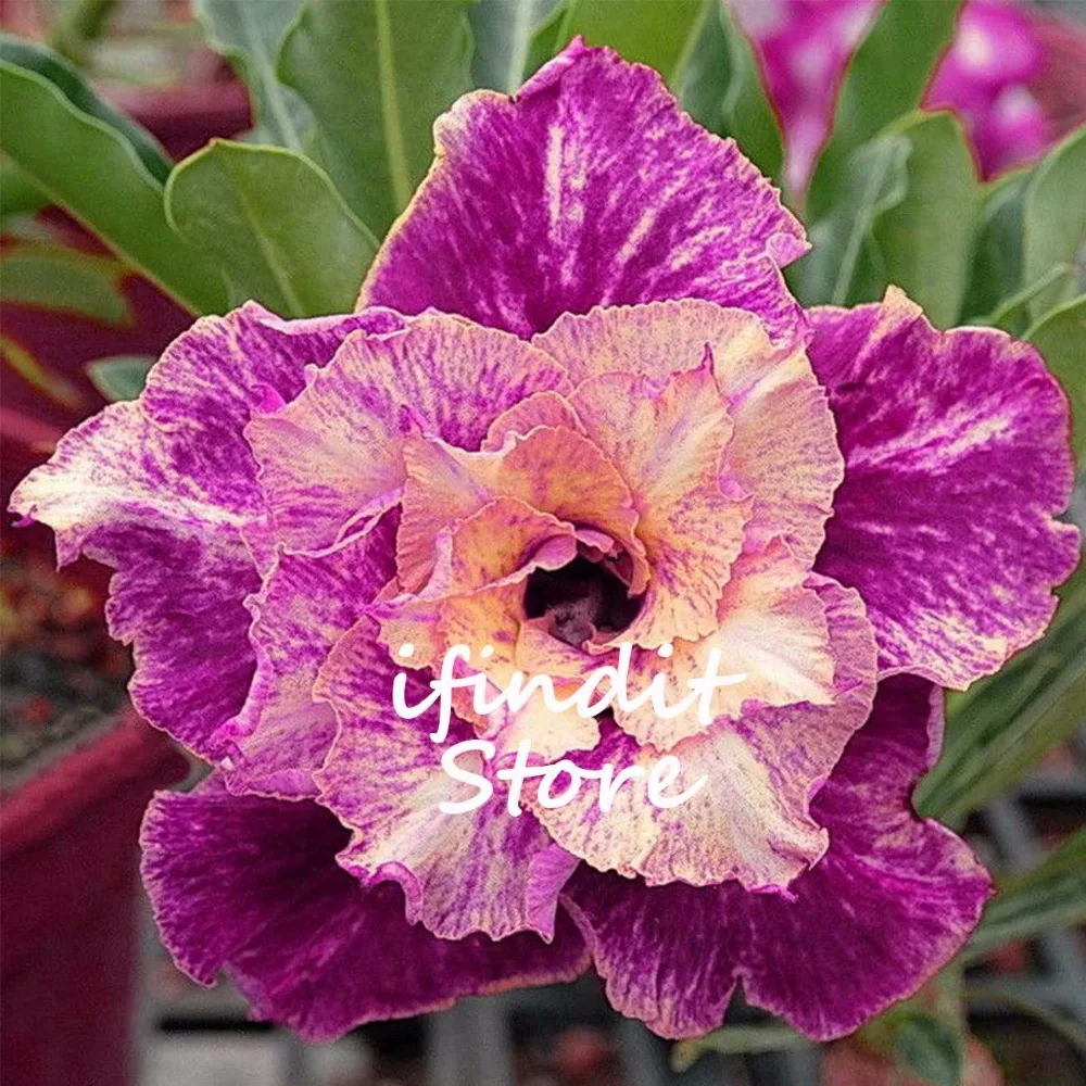 

2pcs 100% Genuine Adenium Bonsai Obesum New Breed Thailand Double-Petal Perennial Desert Rose Potted Home Garden Flowers Plants