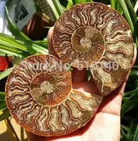 

YM 315 1 pair of Split Ammonite Fossil Specimen Shell Healing Madagascar
