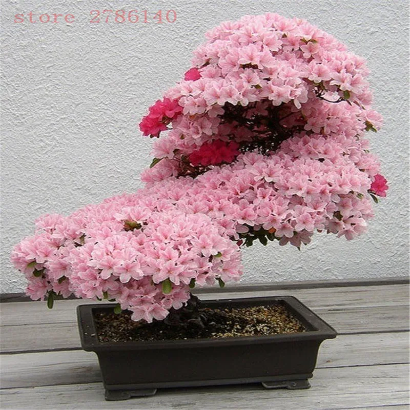 

18 kinds Azalea Flower bonsai Rhododendron plant,Rare Bonsai DIY Garden Plants, Like Sakura Japanese Cherry Blooms