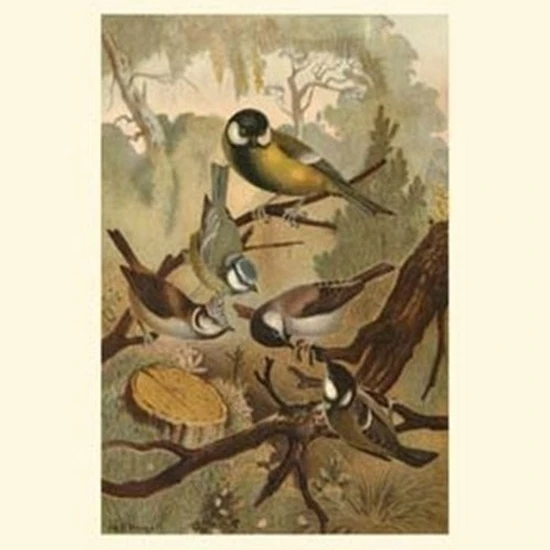 Titmice Poster Print (10 x 13)