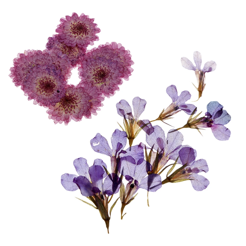 20 штук прессованные сушеные цветы Маргаритка Lobelia для DIY чехол телефона Украшение