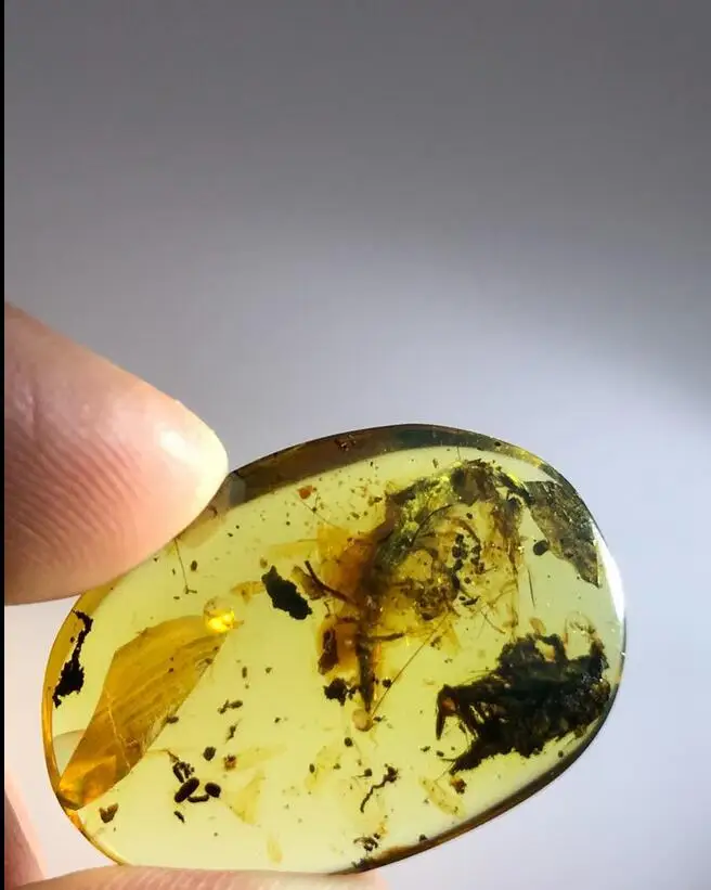 

Cretaceous rare big 1.8cm wings staphylinid burmite Myanmar Amber insect 100 million year lynx stone men women jewelry accessory