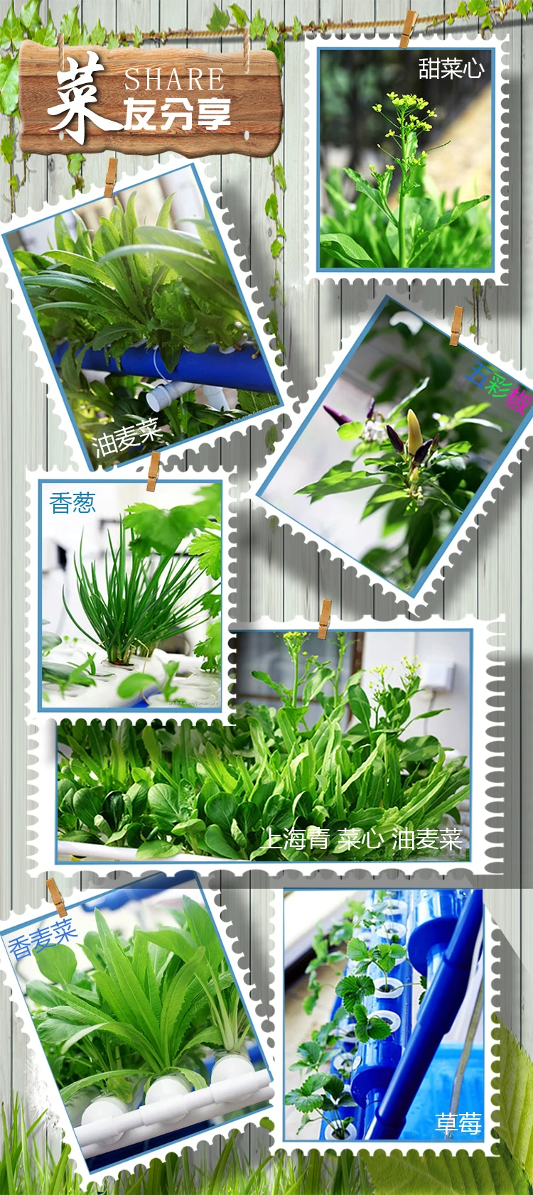 hydroponic