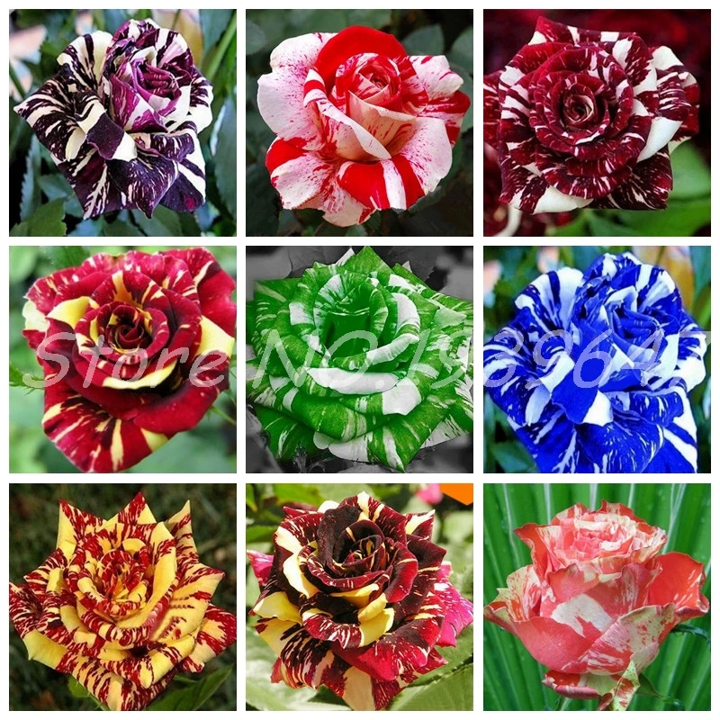 

Bonsai Rrare Exotic 300 pcs/ bag Rose Plants Rainbow Rosa Bonsai Flowers Perennial Garden Jardim Plante for Flower Pot Planter
