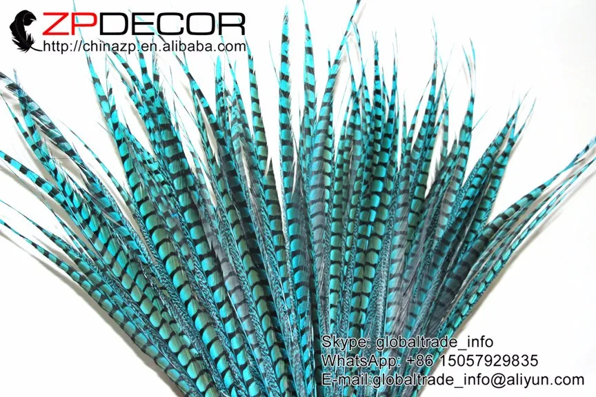 turquoise lady amherst pheasant feathers (82)