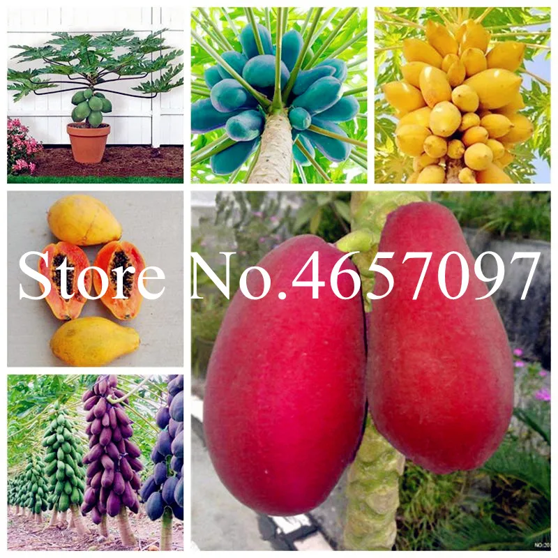 

30 Pcs/Bag Sweet Papaya Bonsai Organic Heirloom Vegetable Fruit plant Bonsai Tree Edible Plant For Home Garden Dwarf Fruit Tree