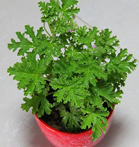 

200 pcs Perennial Plant Mosquito Repelling Grass Mozzie Buster Sweetgrass Seedsplants Home Garden Bonsai Plants Indoor Plants