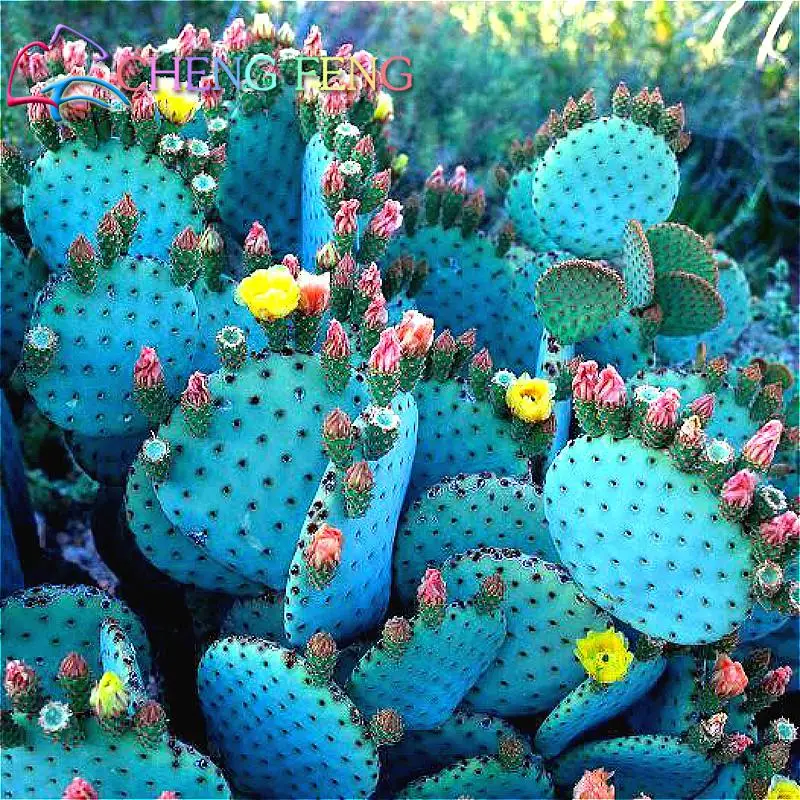New Fresh Garden Seeds 30pcs/pack Cactus Bonsai Variety Flowering Color