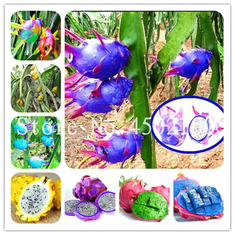 

Promotion! 100 Pcs Mixed Dragon Fruit Cactus Non-Gmo Colorful Hylocereus Undatus Garden Pitaya Seedsplants Small Bonsai Plants