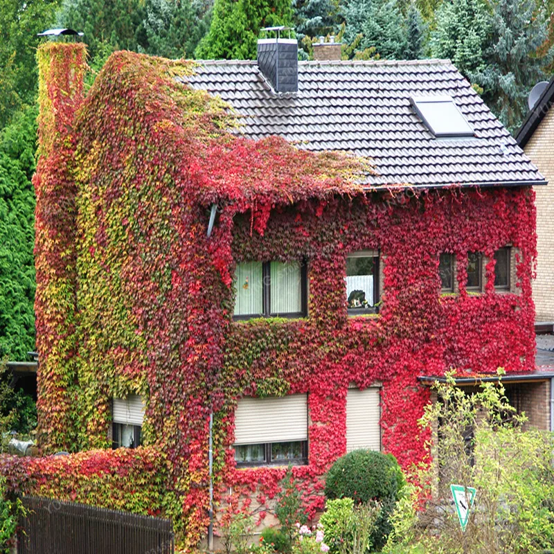 

100 Bonsai/Pack Green Boston Lvy Bonsai Lvy Bonsai For DIY Home Garden Outdoor Plants Bonsai Easy To Grow