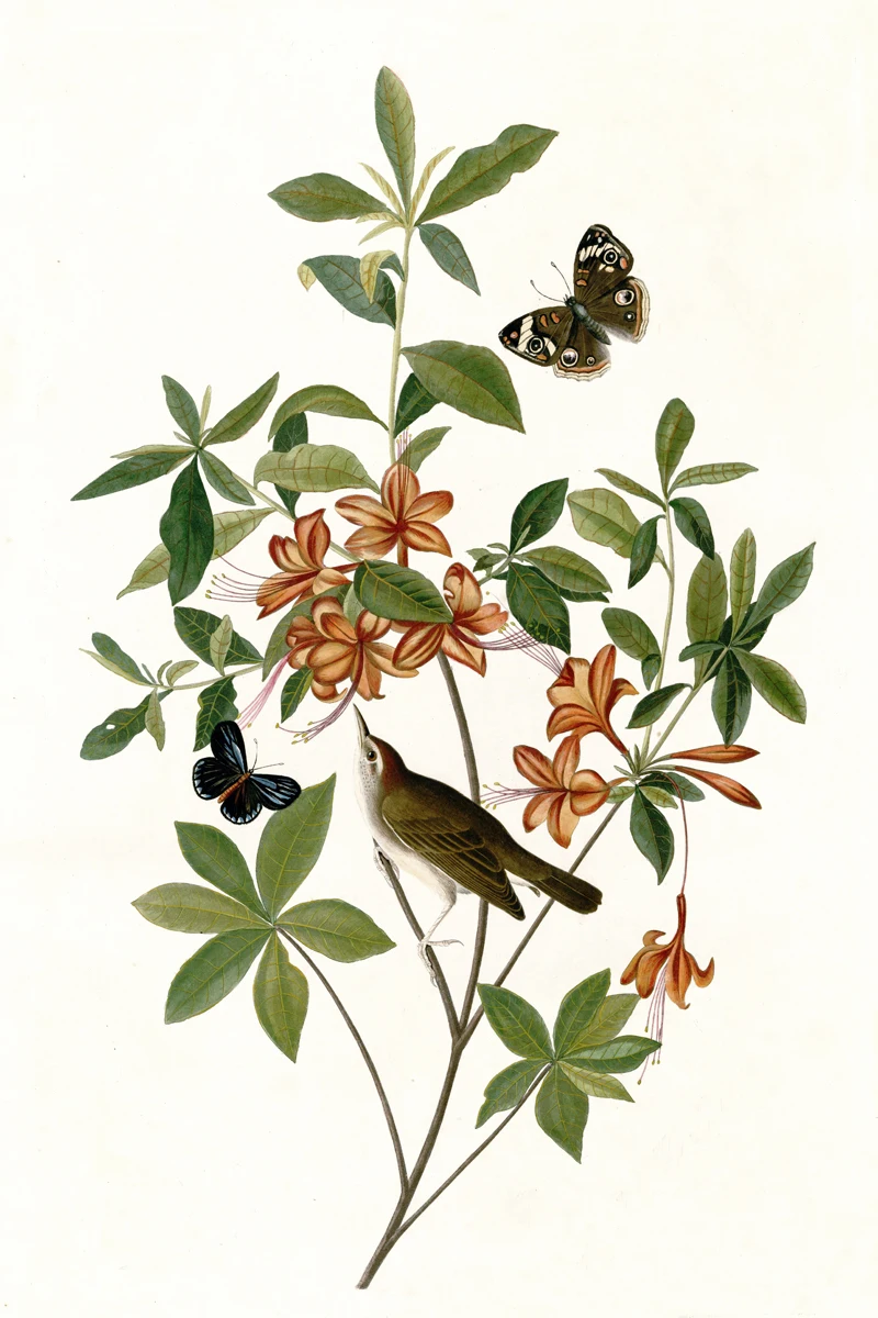 

animal canvas print birds world giant poster canvas painting home art pastoral Brown headed Worm eating Warbler by Audubon