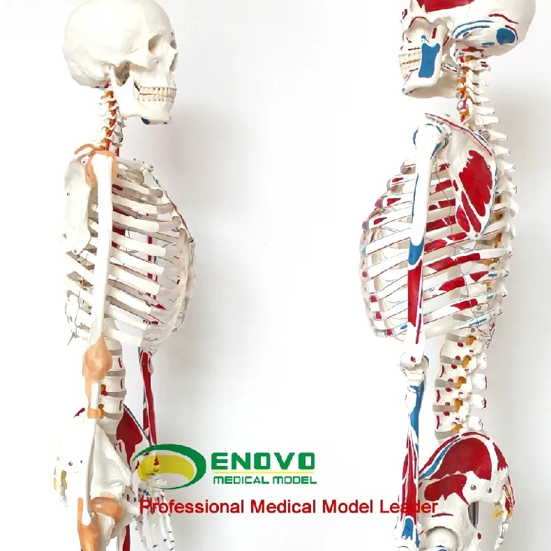 Медицинская модель скелета человека 170 см, модель скелета мышц, образец анатомии позвоночника, ортопедическое обучение