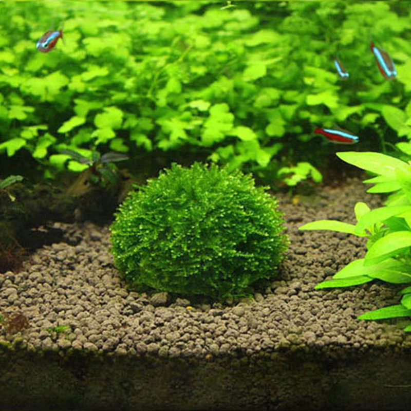 Аквариум украшения зеленый для живых растений Fish Tank медиа мох мяч фильтр для аквариума домашних животных минеральные шарики украшения
