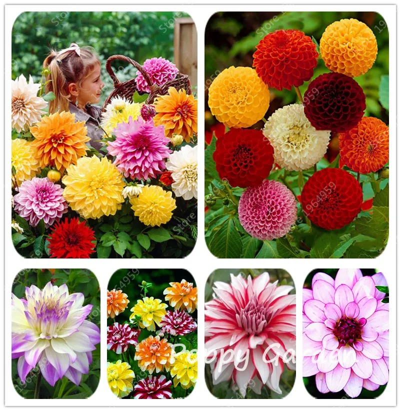 

100pcs Colorful Dahlia Bonsai Chinese Rare Flower Beautiful Perennial Indoor Or Outdoor Flowers Plant For Home Garden Decoration