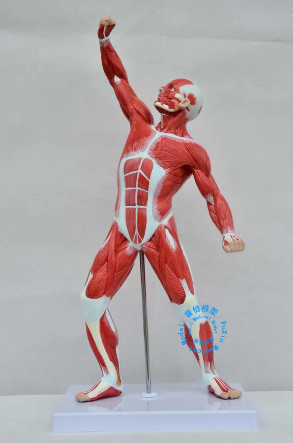 online get cheap muscles model -aliexpress | alibaba group online get cheap muscles model -aliexpress | alibaba group, Muscles