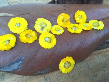 

Free shipment Little daisy Yellow, White, Red,Violet, Blue Pressed flower dried flower Natural flowers DIY materials