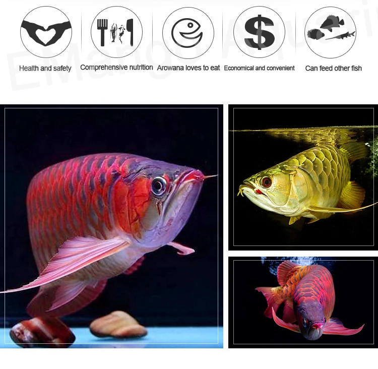 ゴールデンアロワナ生殖フィード肉食魚食用と白と消化することができ Feeders Aliexpress